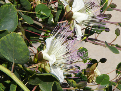 isole-eolie-fiore-cappero1